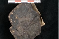 Foto (Detailansicht) von Asplenium hochstetteri Unger (NHMW-GEO-2024-0188-10306)